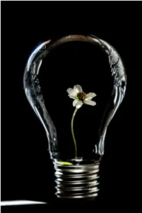 A clear lightbulb with a flower inside.