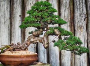 A bonsai tree growing over the side of it's pot.