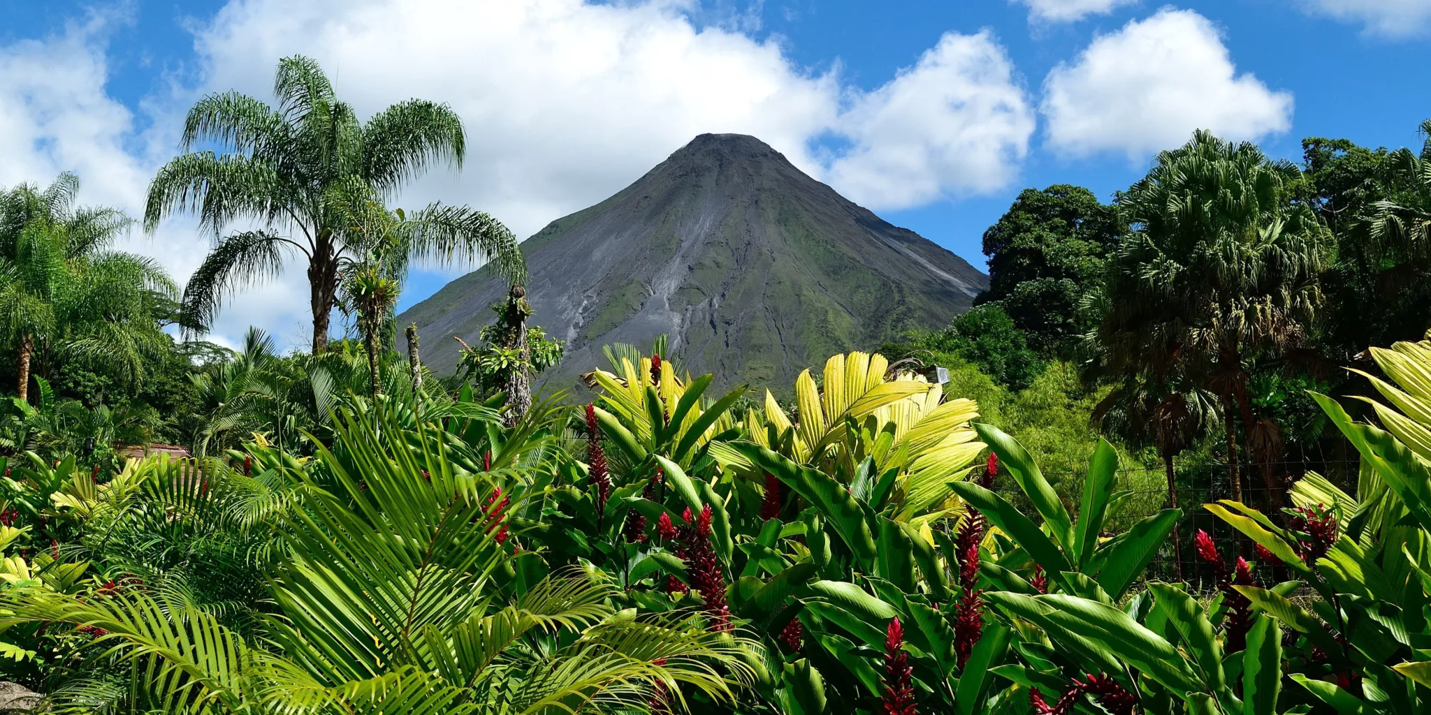 A volcano rising above a jungle.