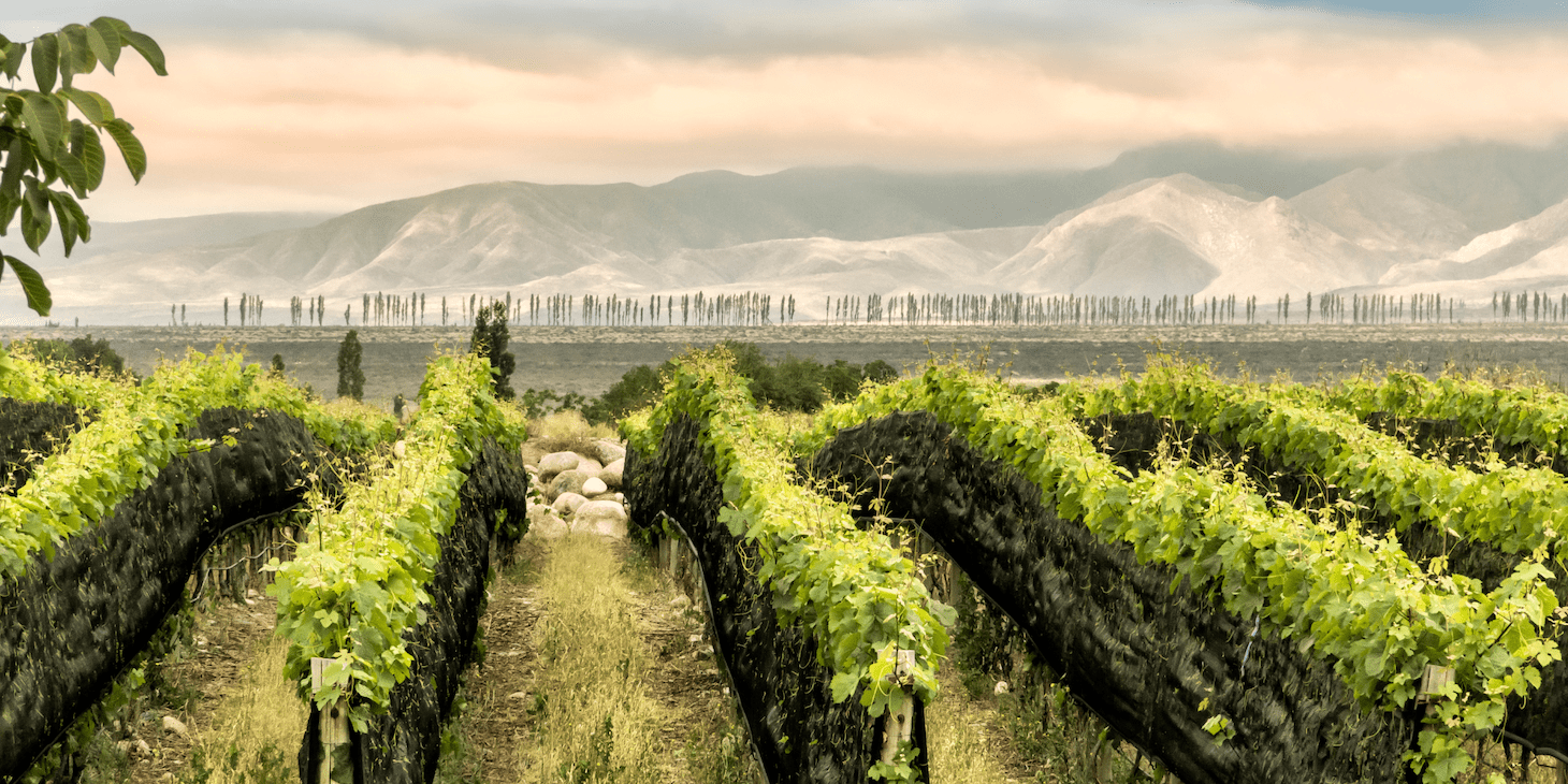 Beautiful Malbec vineyard in the Mendoza wine region.