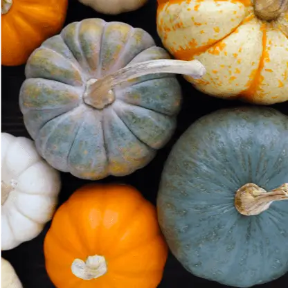 A bunch of differently coloured pumpkins