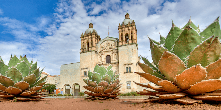 a cactus in front of a building