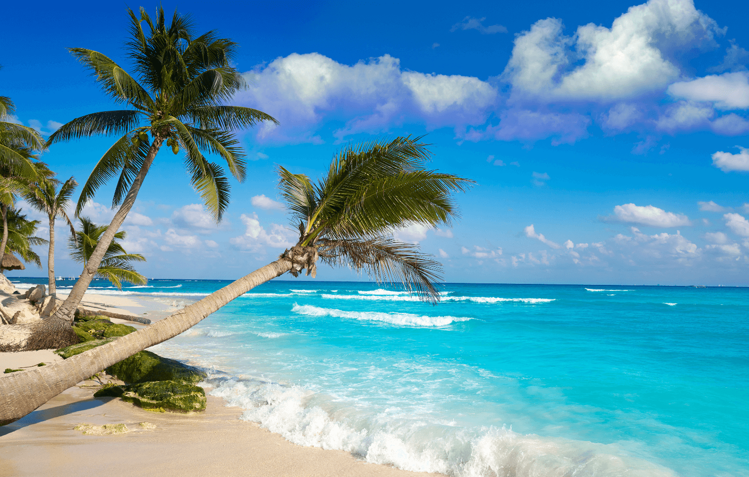 A serene beach scene featuring palm trees under a clear blue sky.